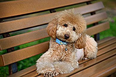 躲避球格斗游戏《球胜大本营》将于11月2日登陆次世代主机